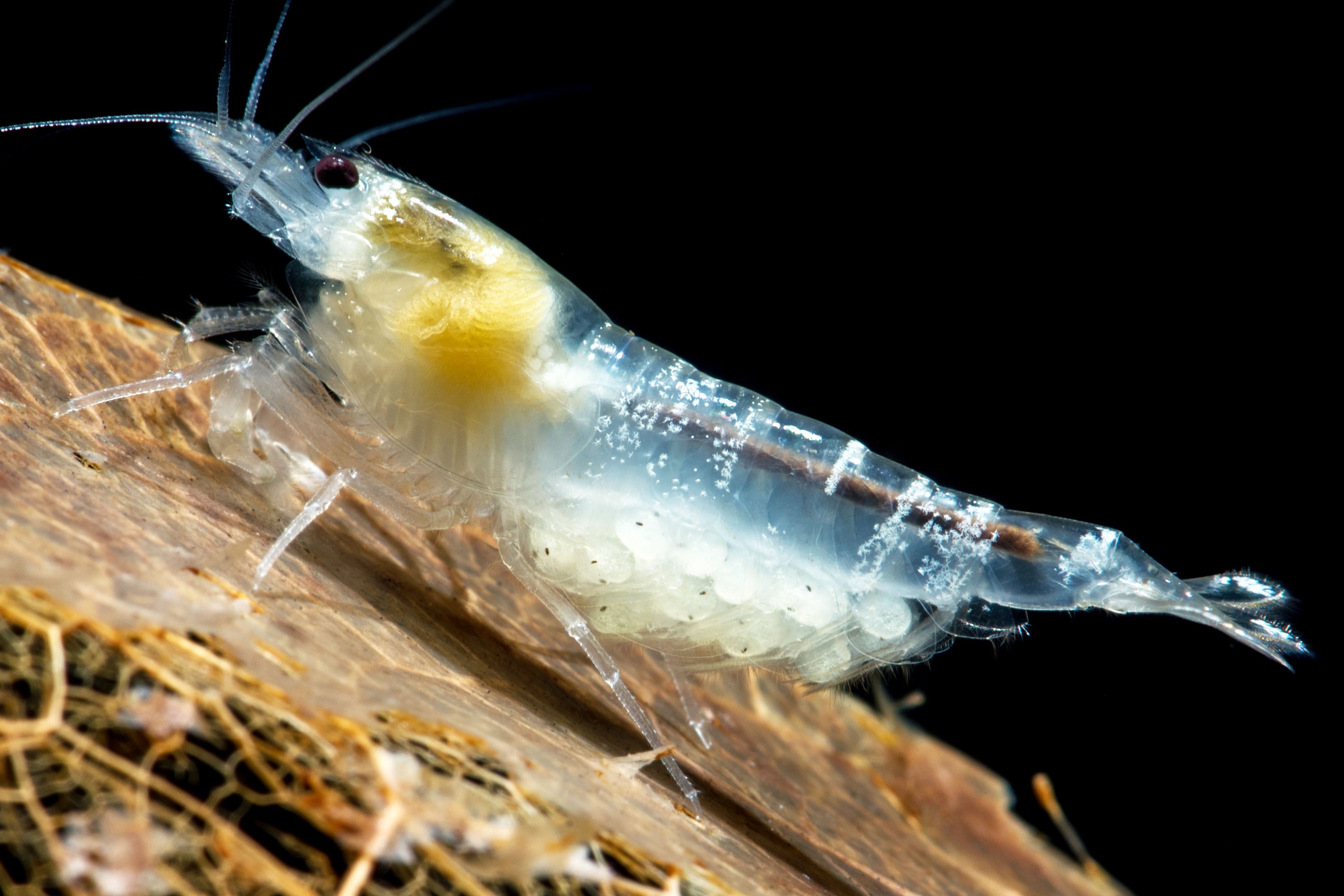How to Breed Freshwater Shrimp?