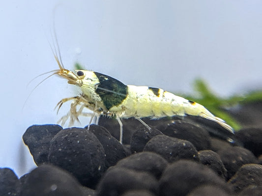 Crystal Black Shrimp Care Guide