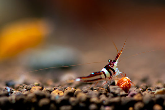 Lesser-known types of freshwater shrimp.
