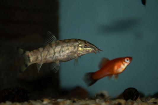 Unveiling the Yoyo Loach Breeding Tips