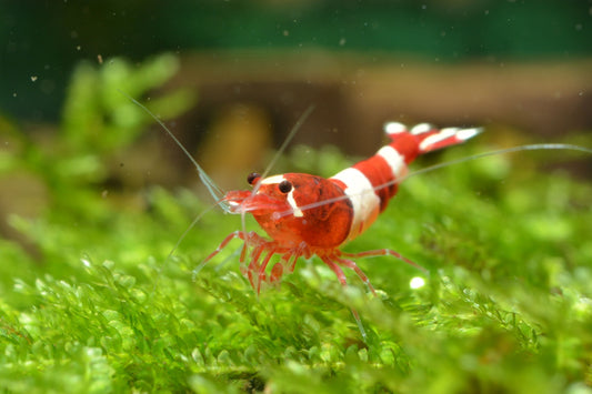 Breeding freshwater shrimp.