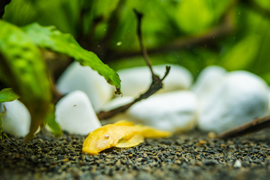 Blue-Eyed Lemon Bristlenose Plecos