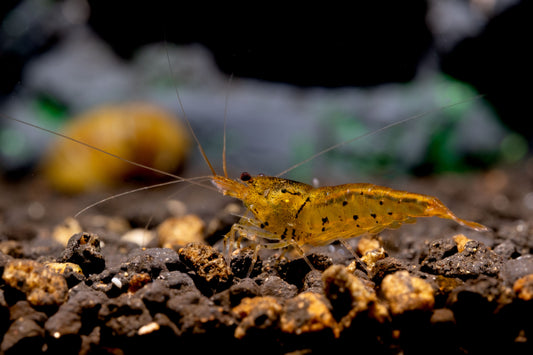 Tangerine tiger shrimp care guide.