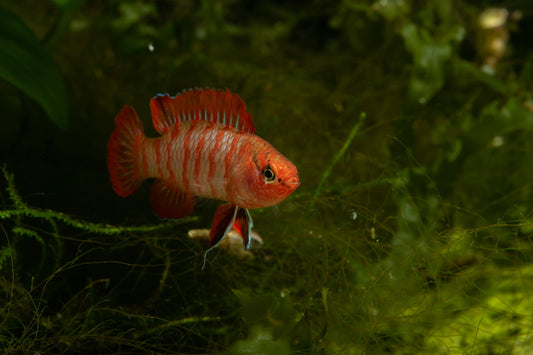 Scarlet Badis.