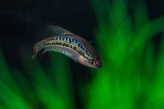 Sparkling gourami size and care guide.