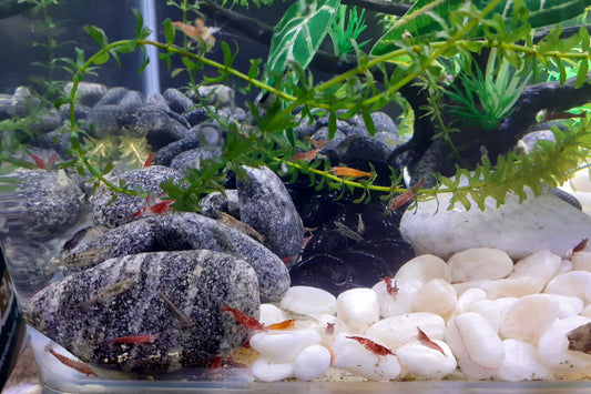 Freshwater shrimp setup.