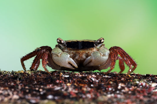 Vampire Crab.