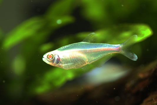 Tetra types.
