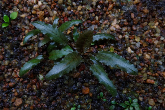 Aquarium plants.