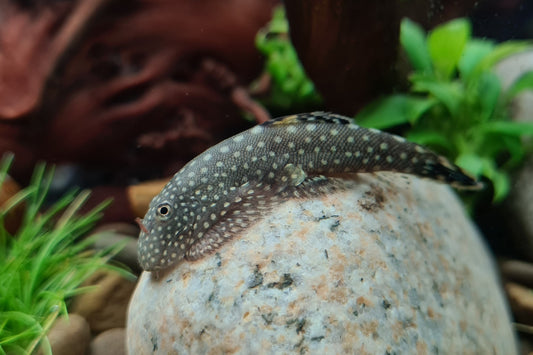 How long do hillstream loaches live?