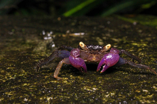 Breeding Vampire Crabs.