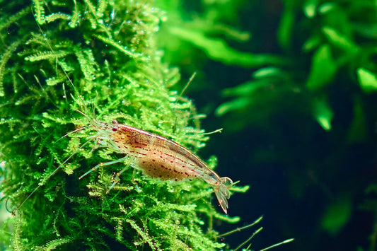 Using moss in aquascaping.