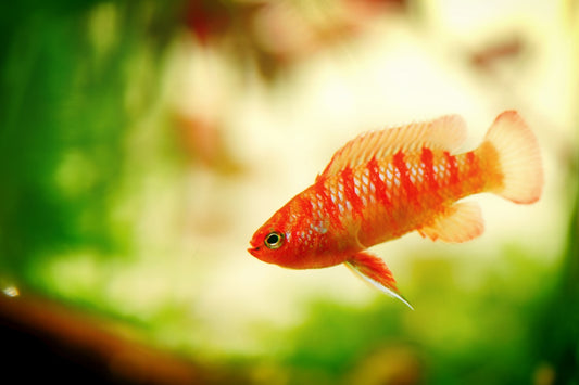 Choose the best fish for your planted tank.