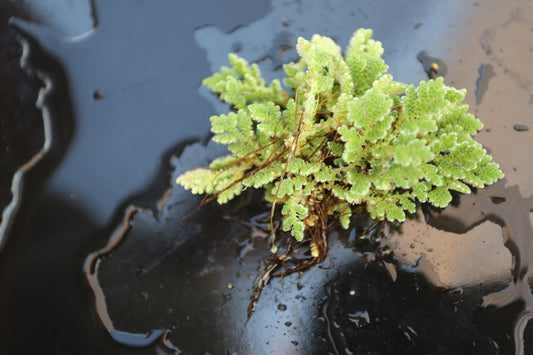 Floating plants.
