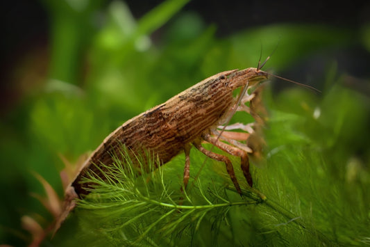Bamboo shrimp care guide.