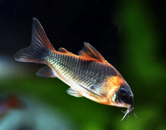 Enigmatic Venezuelan Corydoras.