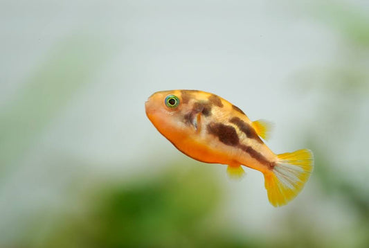Pea puffer care guide for beginners.