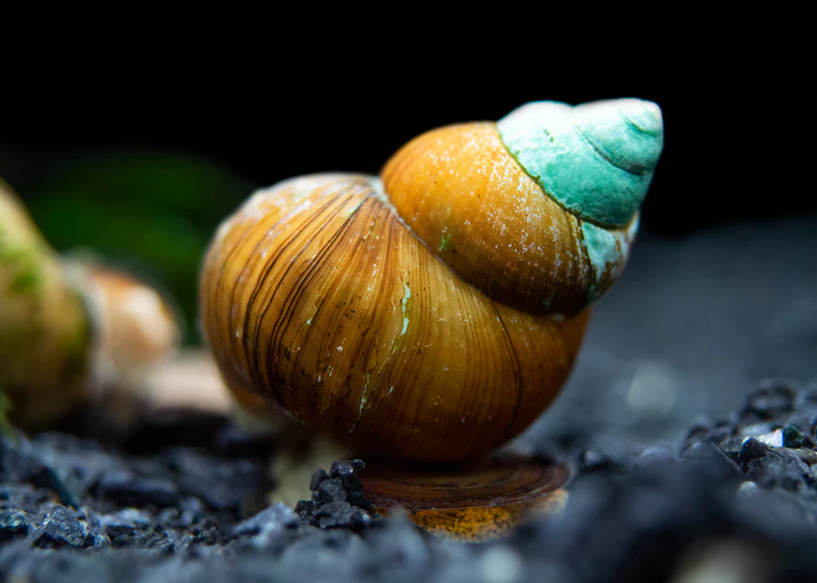 The Fascinating Life Cycle of Japanese Trapdoor Snails