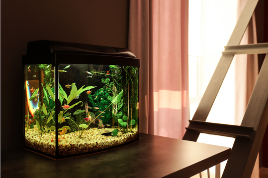 A Comprehensive Guide to Nano Tank Setup & a Healthy Nano Fish Aquarium