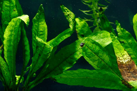 Java Fern in an aquarium