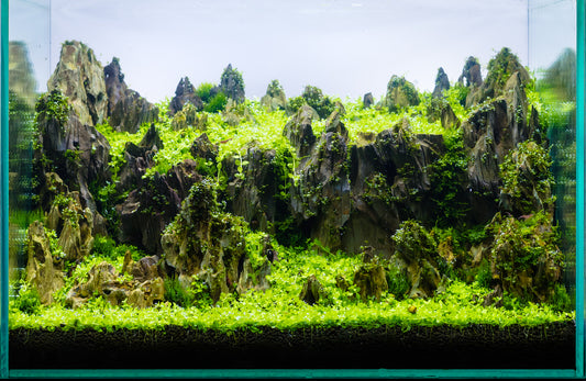 The perfect freshwater shrimp aquarium.