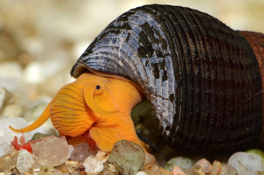 Meet the gold rabbit snail.
