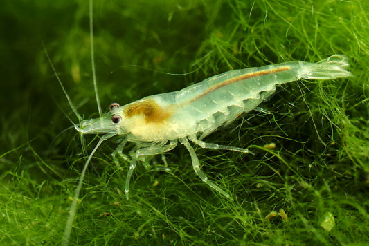 Snowball Shrimp care guideline.