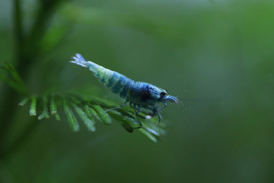 Blue bolt shrimp tank mates.