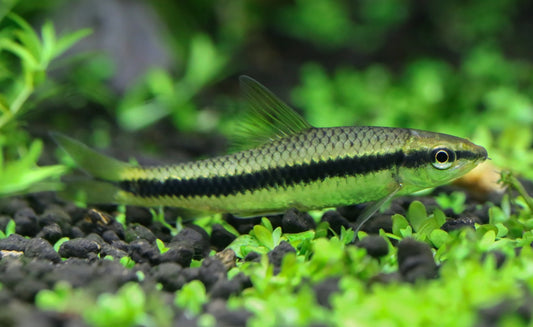 The best algae eaters for your tank.