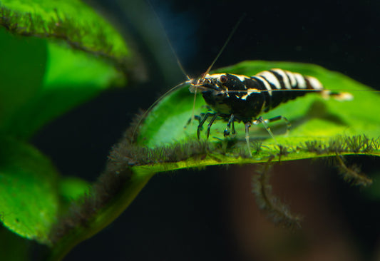 Black Galaxy Pinto Shrimp care guide.