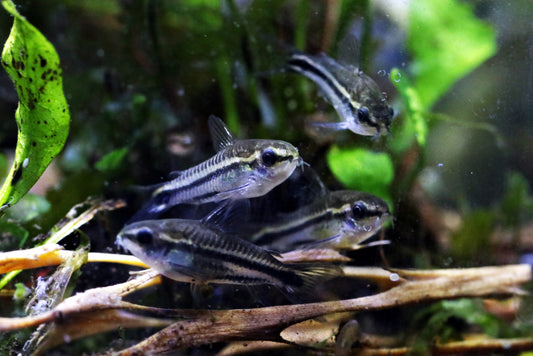 How big do pygmy corydoras get?