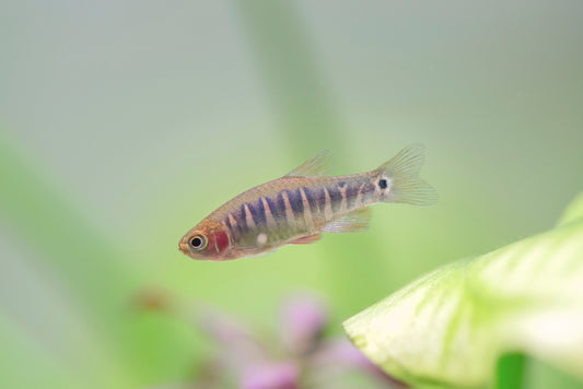 Emerald Dwarf Rasbora.
