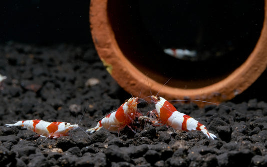 The Art of Shrimp Photography: Capturing the Beauty of Freshwater Shrimp