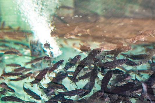 What is garra rufa fish?