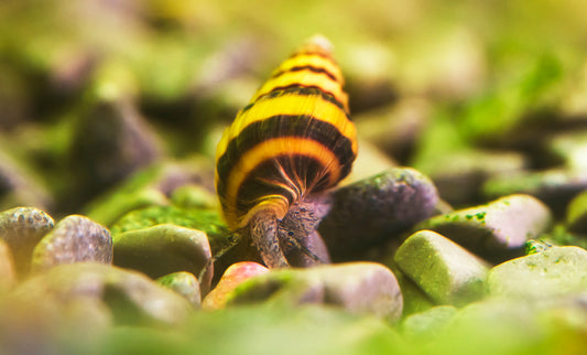 What are assassin snails?