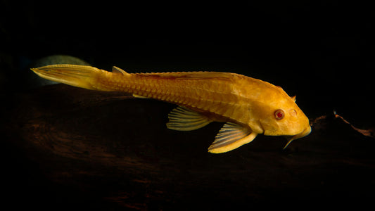 Albino bristlenose pleco guide.