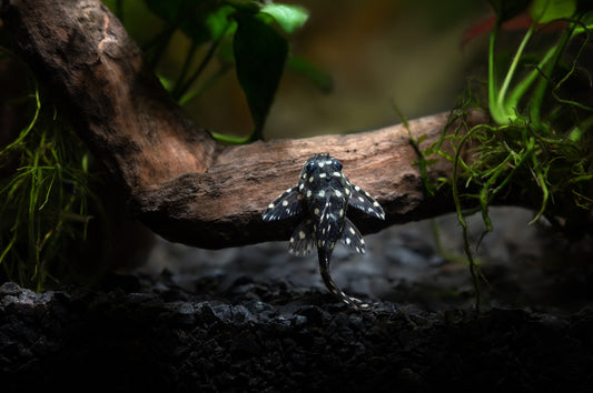 Learn about the Snowball Pleco fish.