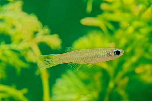 Norman's Lampeye Killifish.