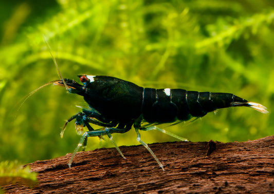 Black King Kong shrimp care guide 101.