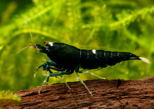 Taiwan Bee Shrimp