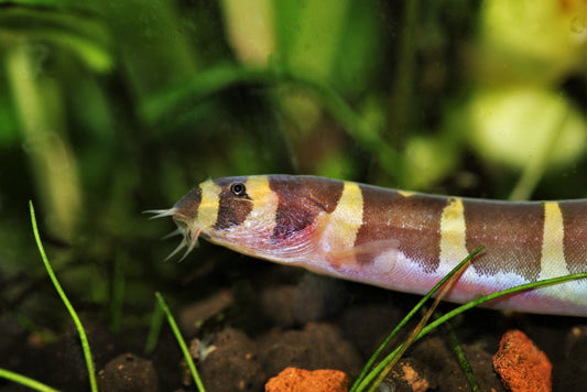 Kuhli loach.