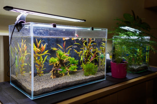 Everything about nano aquarium maintenance.