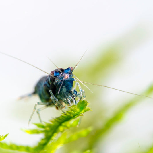 Misconceptions about freshwater shrimp.