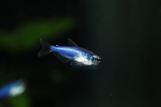 Emperor Tetra.