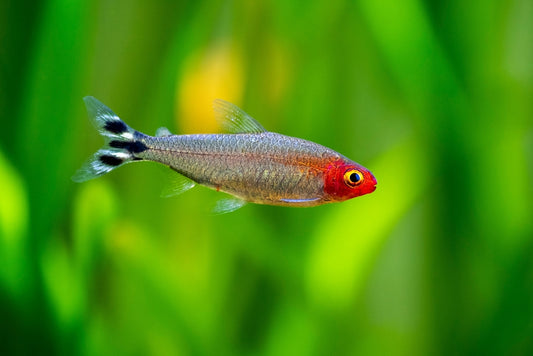 Where do Tetras come from?