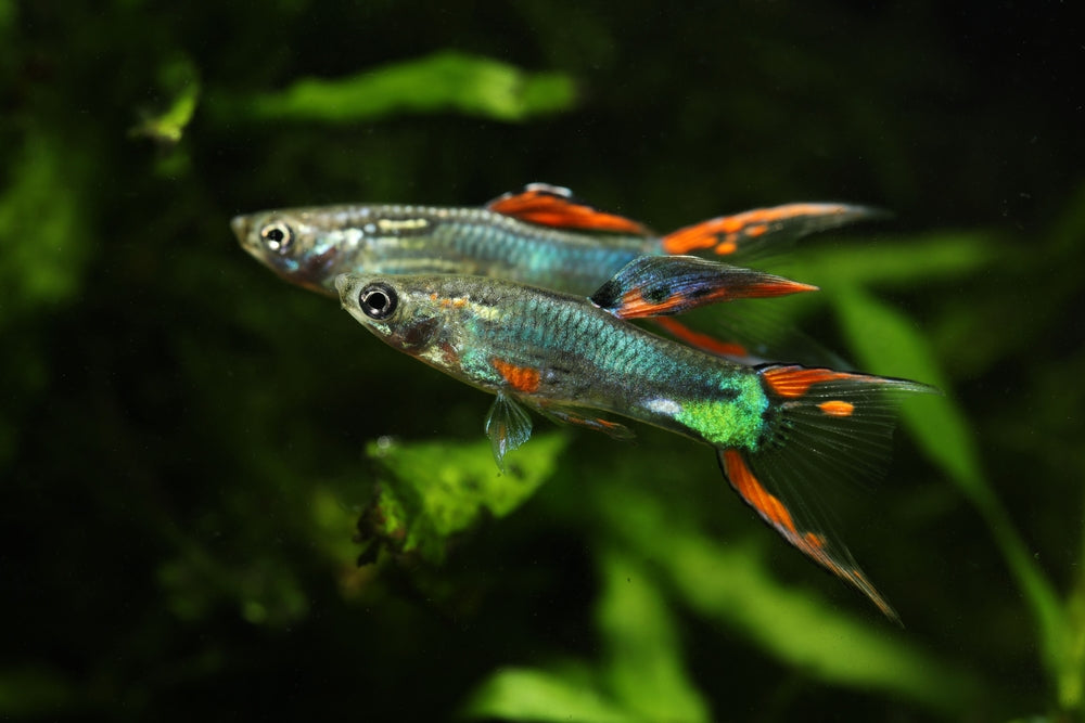 Choosing Between Endlers vs Guppies for Your Aquarium