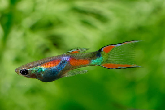 Endler fish.