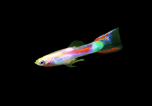 Do Guppies eat shrimp?