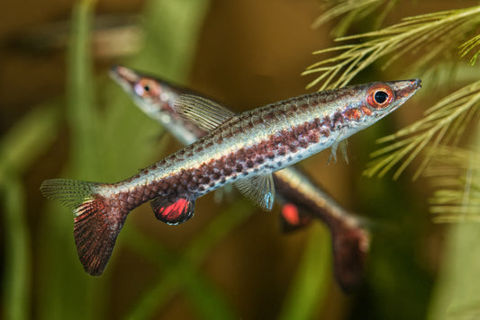 Pencilfish.