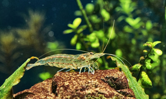 Amano shrimp in an aquarium